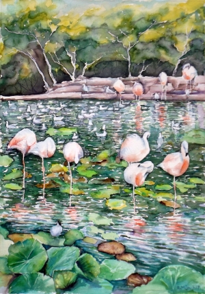 flamingos